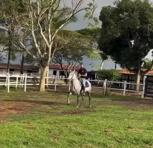 Égua Categoria Cruz Divina