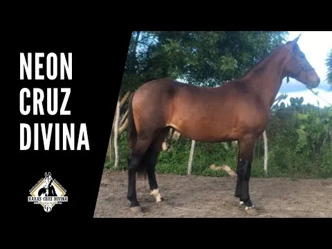 Neon Cruz Divina
